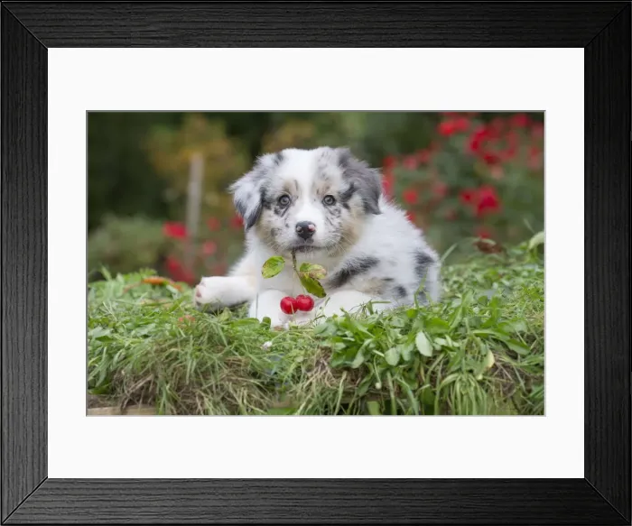 Framed Print : Picture No. 12009275 Framed Print : Picture No. 12009275