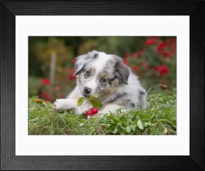 Framed Print : Picture No. 12009276 Framed Print : Picture No. 12009276
