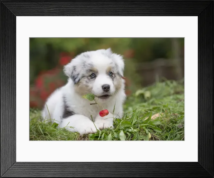 Framed Print : Picture No. 12009277 Framed Print : Picture No. 12009277