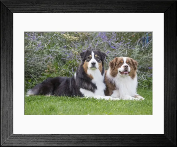 Framed Print : Picture No. 12009279 Framed Print : Picture No. 12009279