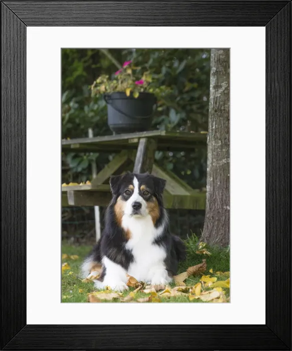 Framed Print : Picture No. 12009278 Framed Print : Picture No. 12009278
