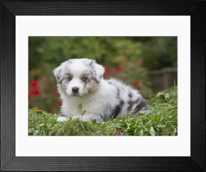 Framed Print : Picture No. 12009281 Framed Print : Picture No. 12009281