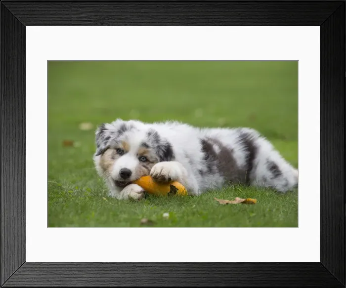 Framed Print : Picture No. 12009283 Framed Print : Picture No. 12009283