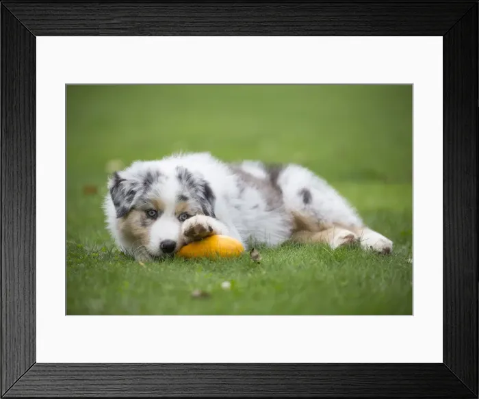 Framed Print : Picture No. 12009284 Framed Print : Picture No. 12009284