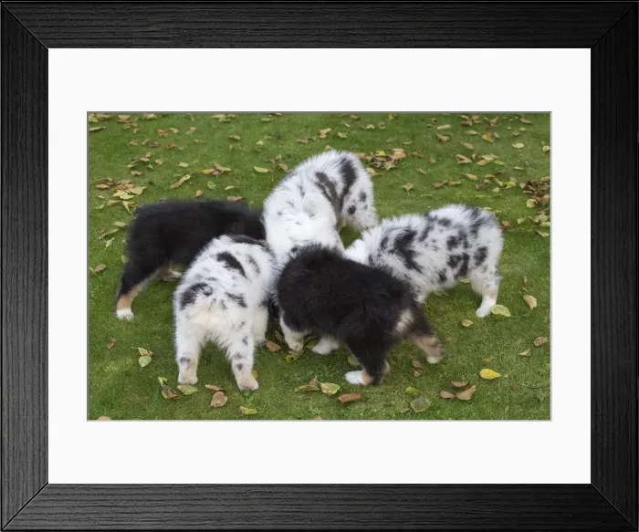 Framed Print : Picture No. 12009286 Framed Print : Picture No. 12009286