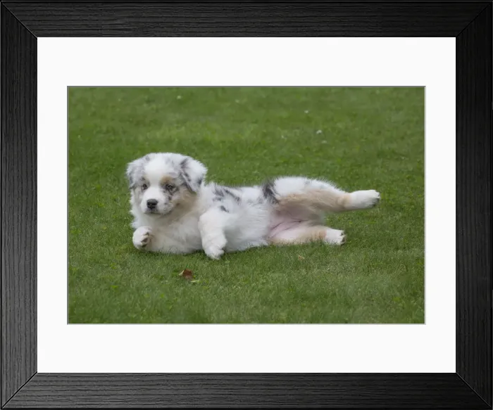 Framed Print : Picture No. 12009290 Framed Print : Picture No. 12009290