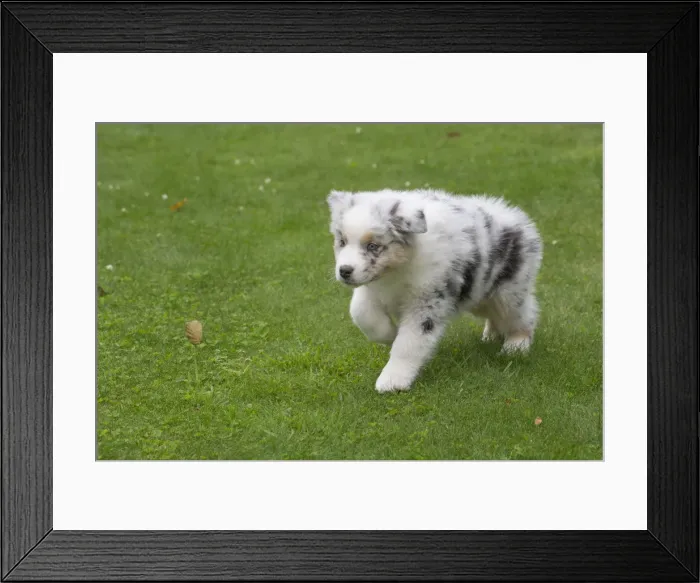 Framed Print : Picture No. 12009291 Framed Print : Picture No. 12009291