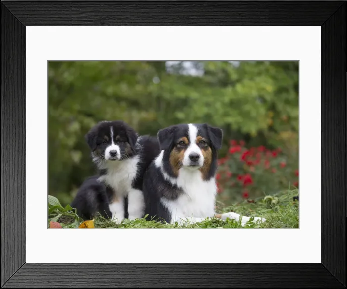 Framed Print : Picture No. 12009295 Framed Print : Picture No. 12009295