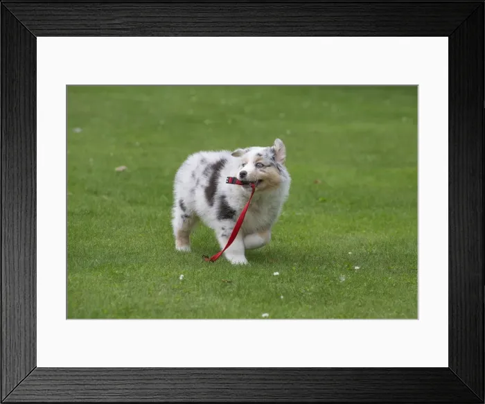Framed Print : Picture No. 12009296 Framed Print : Picture No. 12009296