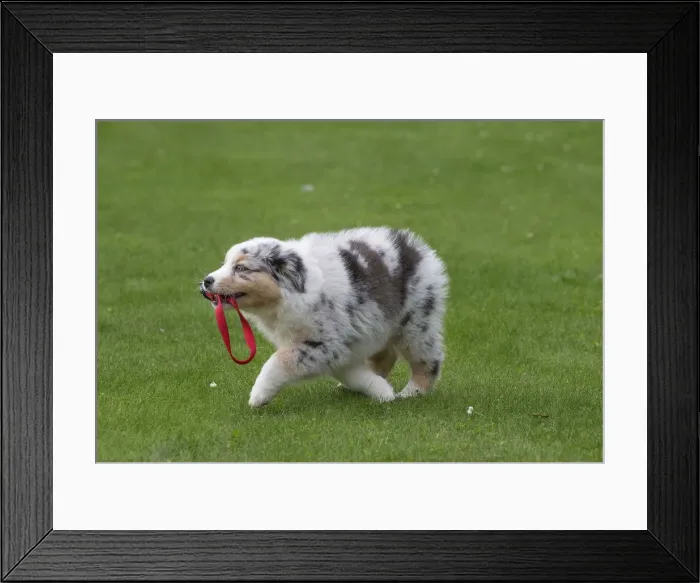 Framed Print : Picture No. 12009297 Framed Print : Picture No. 12009297