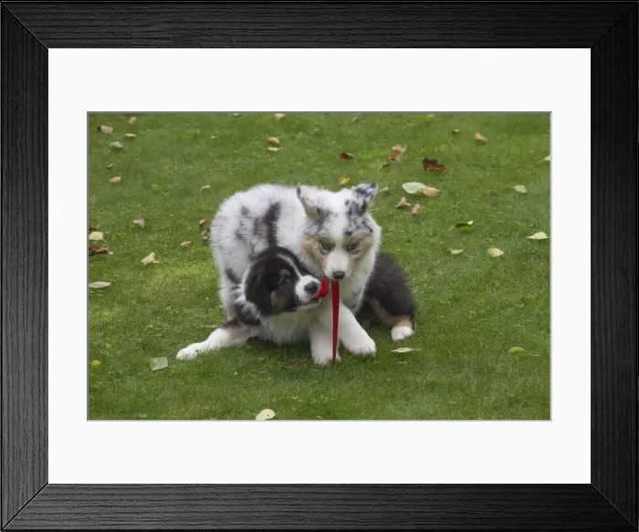 Framed Print : Picture No. 12009299 Framed Print : Picture No. 12009299