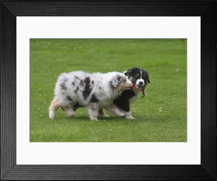 Framed Print : Picture No. 12009301 Framed Print : Picture No. 12009301