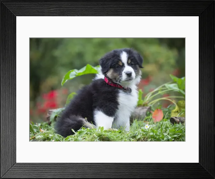 Framed Print : Picture No. 12009303 Framed Print : Picture No. 12009303