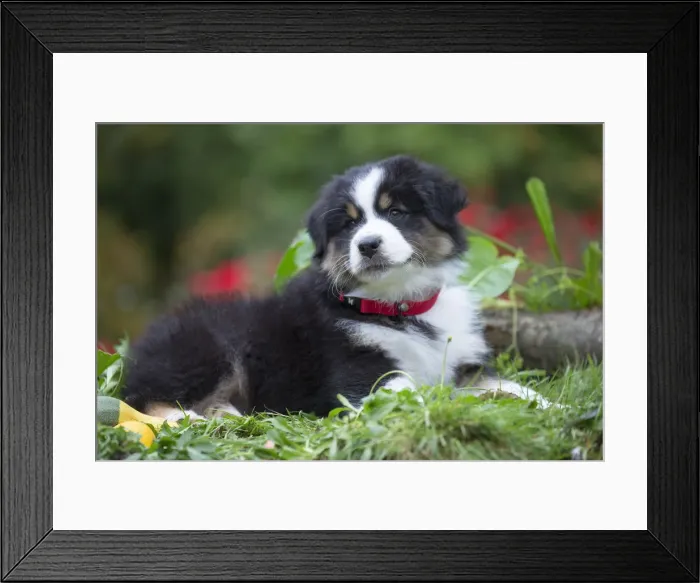 Framed Print : Picture No. 12009304