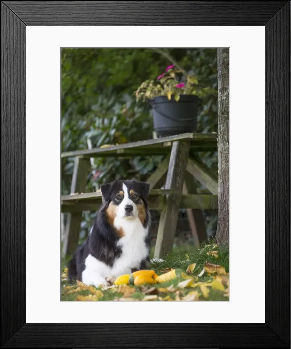 Framed Print : Picture No. 12009307 Framed Print : Picture No. 12009307