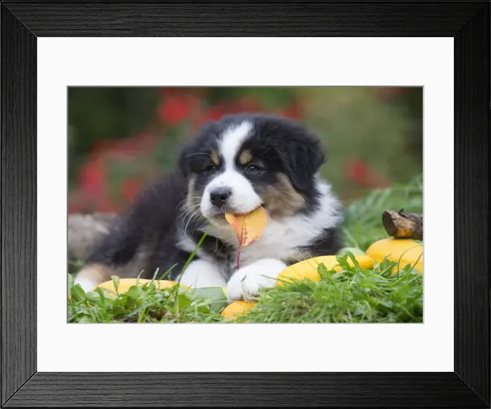 Framed Print : Picture No. 12009311 Framed Print : Picture No. 12009311