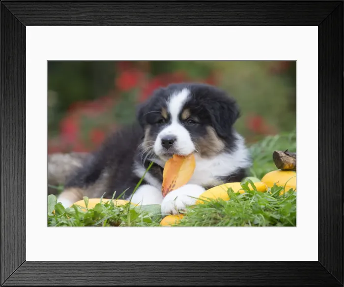 Framed Print : Picture No. 12009312 Framed Print : Picture No. 12009312