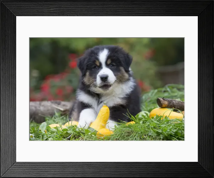 Framed Print : Picture No. 12009313 Framed Print : Picture No. 12009313