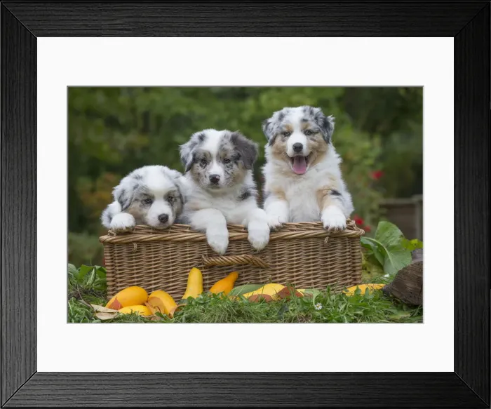 Framed Print : Picture No. 12009317 Framed Print : Picture No. 12009317