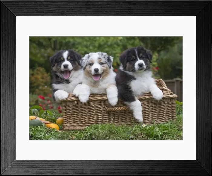 Framed Print : Picture No. 12009319 Framed Print : Picture No. 12009319