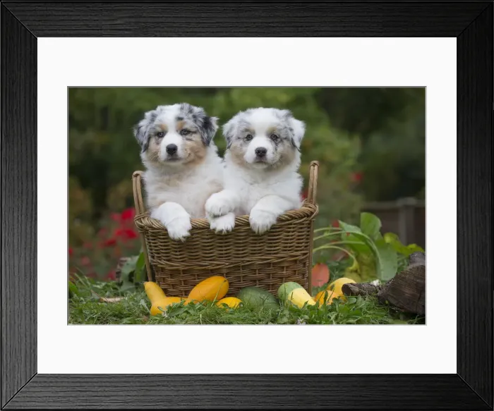Framed Print : Picture No. 12009322 Framed Print : Picture No. 12009322