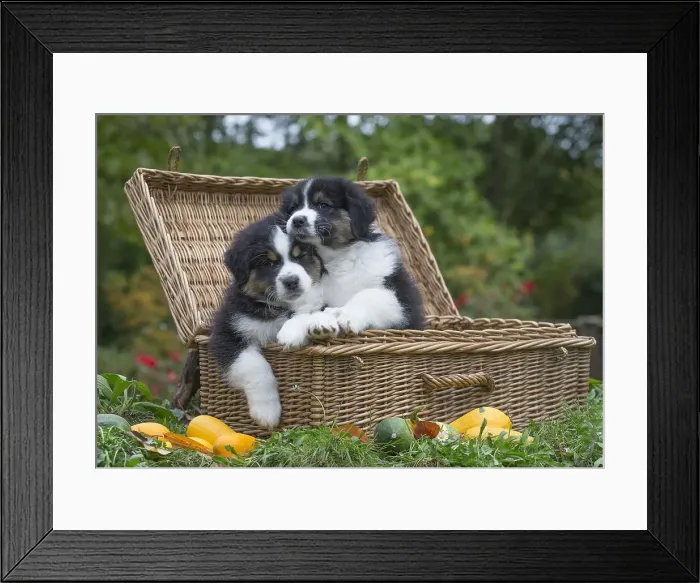 Framed Print : Picture No. 12009323 Framed Print : Picture No. 12009323