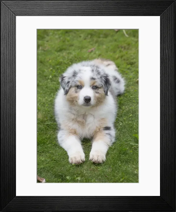 Framed Print : Picture No. 12009324 Framed Print : Picture No. 12009324
