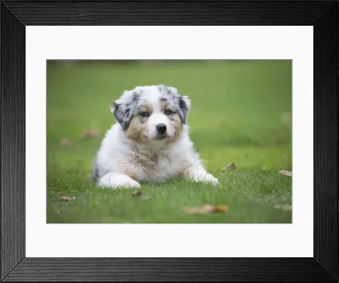 Framed Print : Picture No. 12009325 Framed Print : Picture No. 12009325
