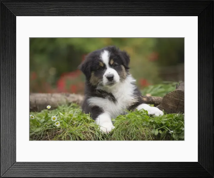 Framed Print : Picture No. 12009326 Framed Print : Picture No. 12009326