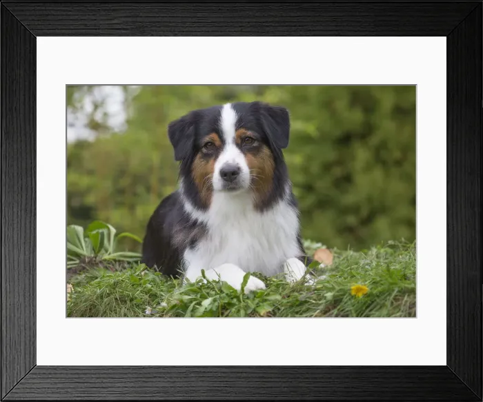 Framed Print : Picture No. 12009327 Framed Print : Picture No. 12009327
