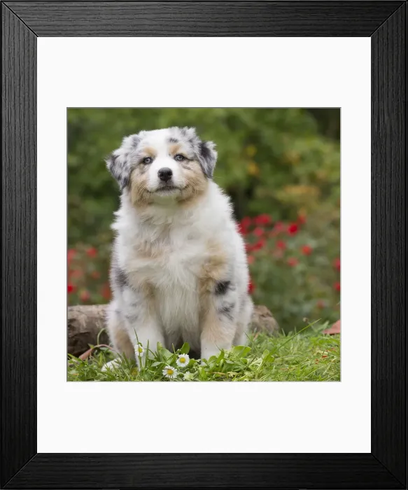 Framed Print : Picture No. 12009330 Framed Print : Picture No. 12009330