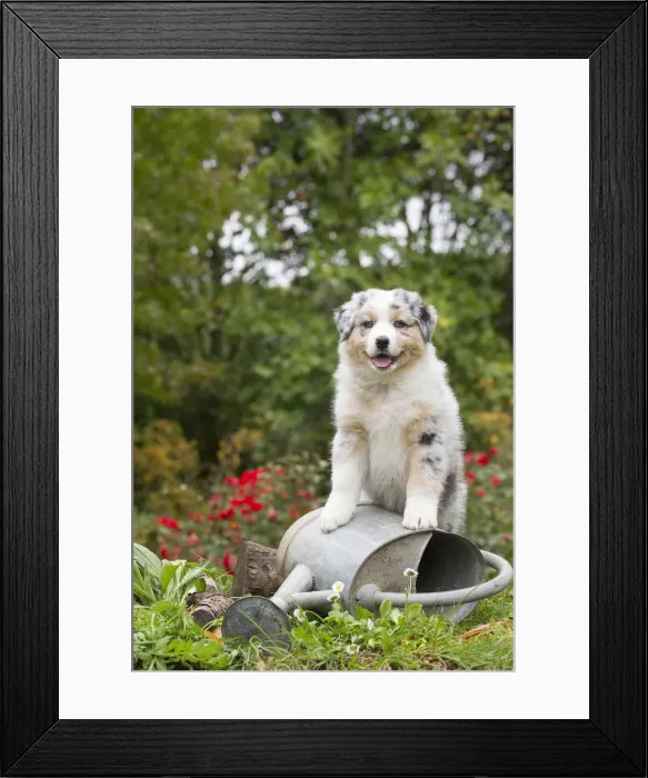 Framed Print : Picture No. 12009331 Framed Print : Picture No. 12009331