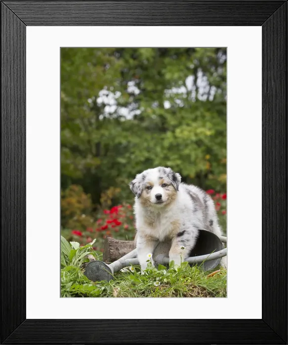 Framed Print : Picture No. 12009332 Framed Print : Picture No. 12009332