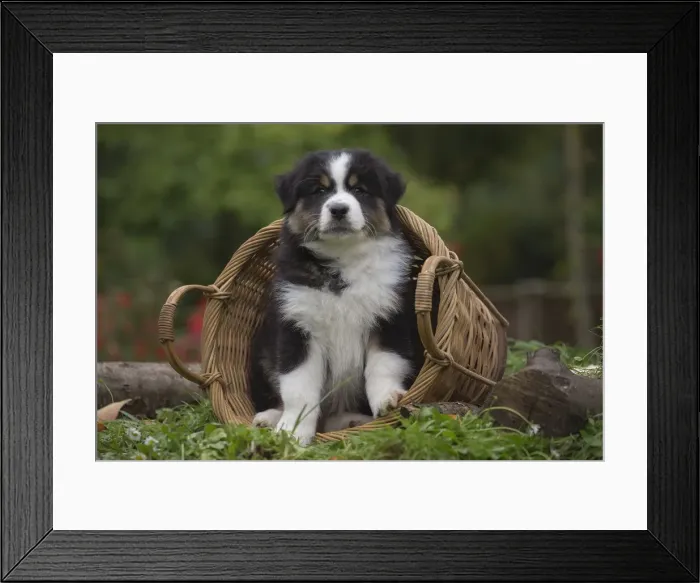 Framed Print : Picture No. 12009334 Framed Print : Picture No. 12009334