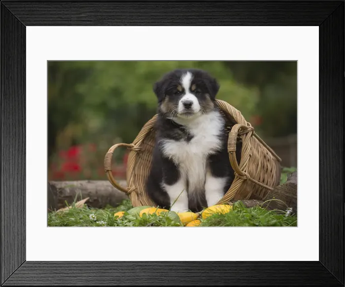Framed Print : Picture No. 12009335 Framed Print : Picture No. 12009335