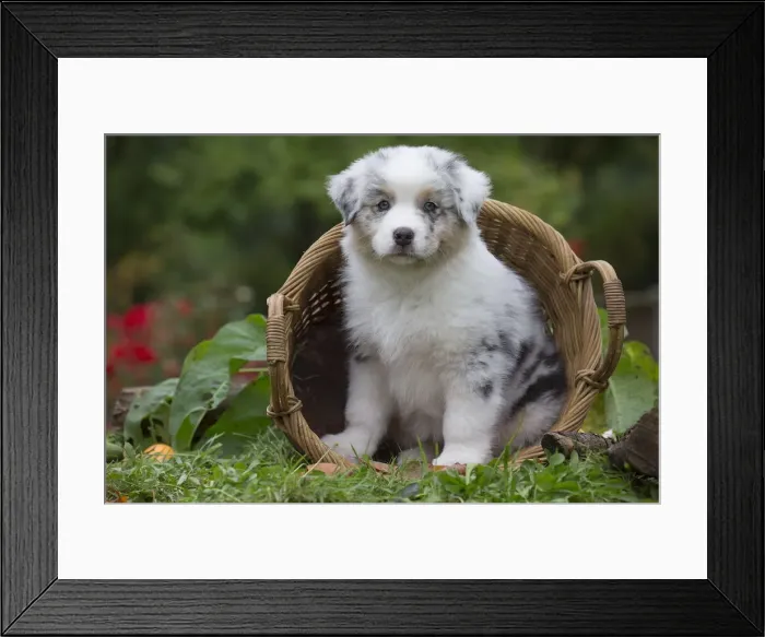 Framed Print : Picture No. 12009336 Framed Print : Picture No. 12009336