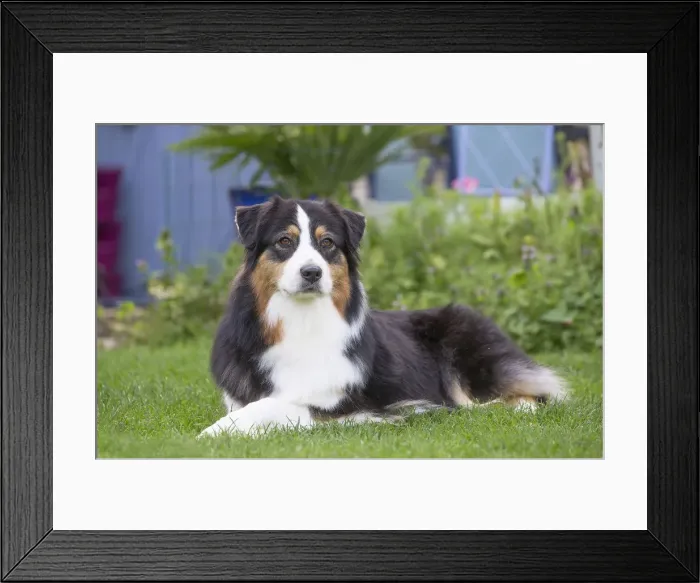 Framed Print : Picture No. 12009337 Framed Print : Picture No. 12009337
