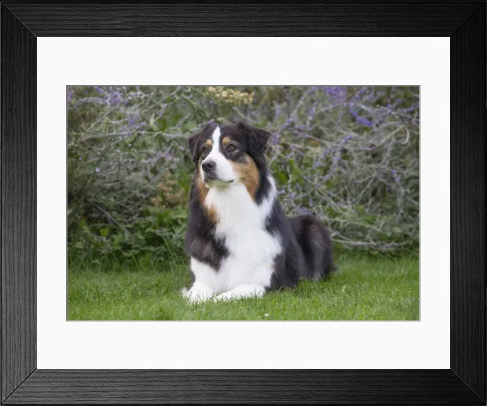 Framed Print : Picture No. 12009339 Framed Print : Picture No. 12009339
