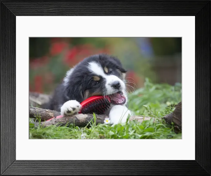Framed Print : Picture No. 12009341 Framed Print : Picture No. 12009341