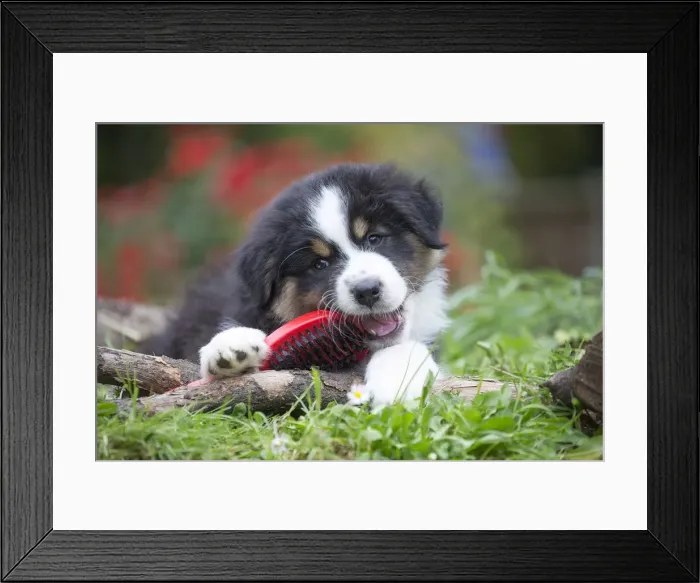 Framed Print : Picture No. 12009342 Framed Print : Picture No. 12009342