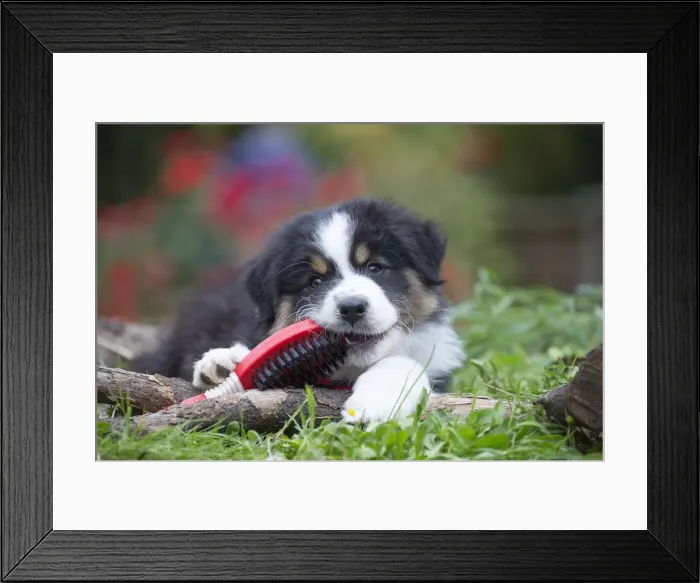 Framed Print : Picture No. 12009343 Framed Print : Picture No. 12009343