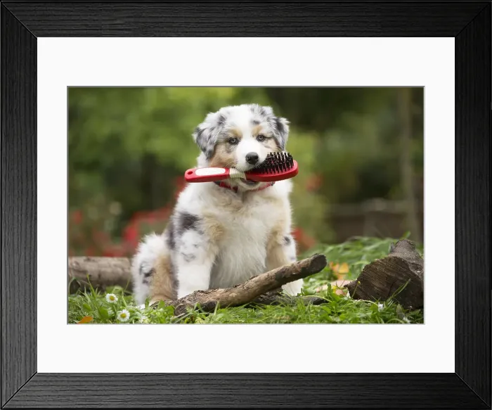 Framed Print : Picture No. 12009344 Framed Print : Picture No. 12009344