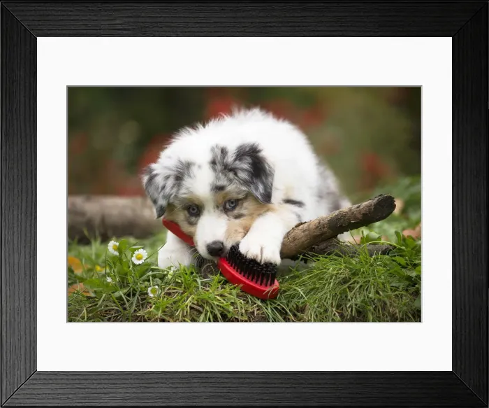 Framed Print : Picture No. 12009345 Framed Print : Picture No. 12009345