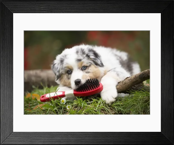 Framed Print : Picture No. 12009346 Framed Print : Picture No. 12009346