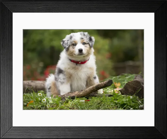Framed Print : Picture No. 12009347 Framed Print : Picture No. 12009347