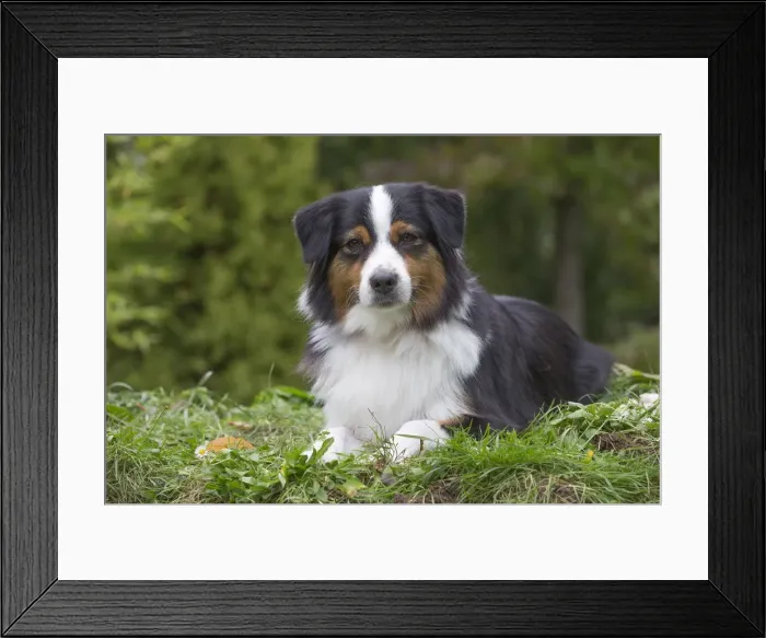 Framed Print : Picture No. 12009348 Framed Print : Picture No. 12009348