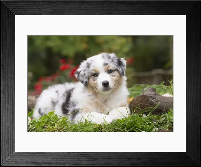 Framed Print : Picture No. 12009349 Framed Print : Picture No. 12009349