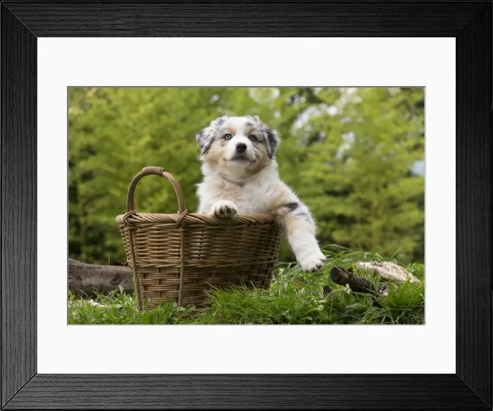 Framed Print : Picture No. 12009351 Framed Print : Picture No. 12009351