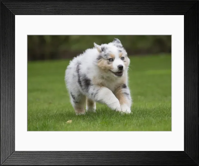 Framed Print : Picture No. 12009353 Framed Print : Picture No. 12009353