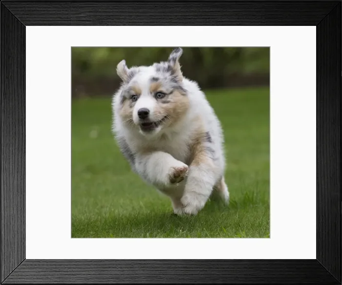 Framed Print : Picture No. 12009355